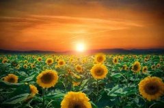 ��һ��Ŀ�⣬һֱ������