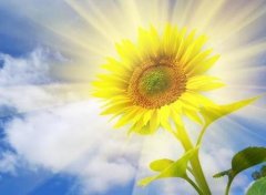 ��ʱ�仨��������