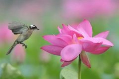 ���������Զ���